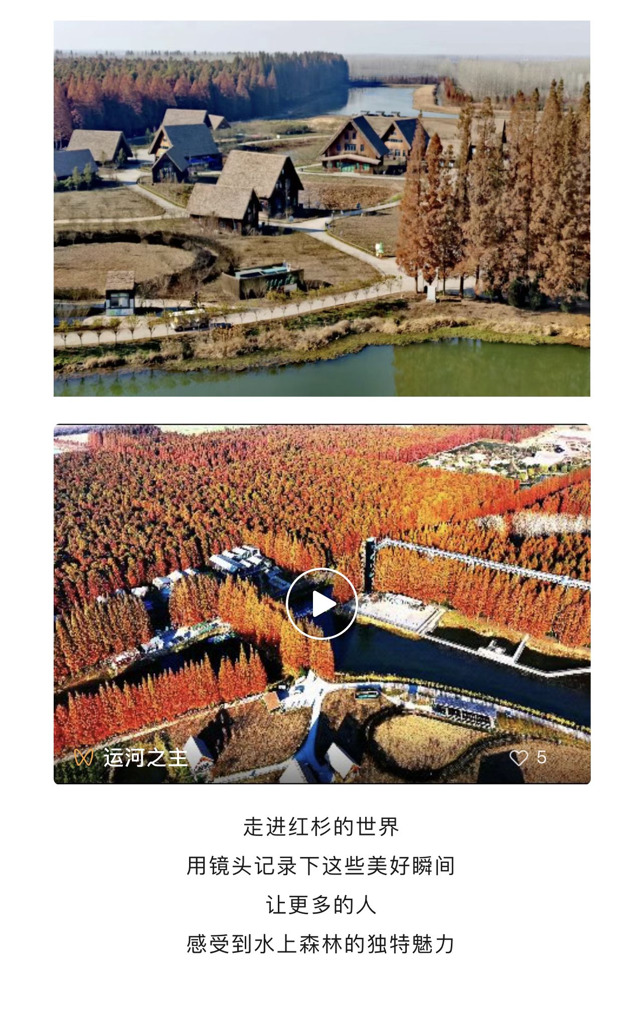 水上森林杉树红了