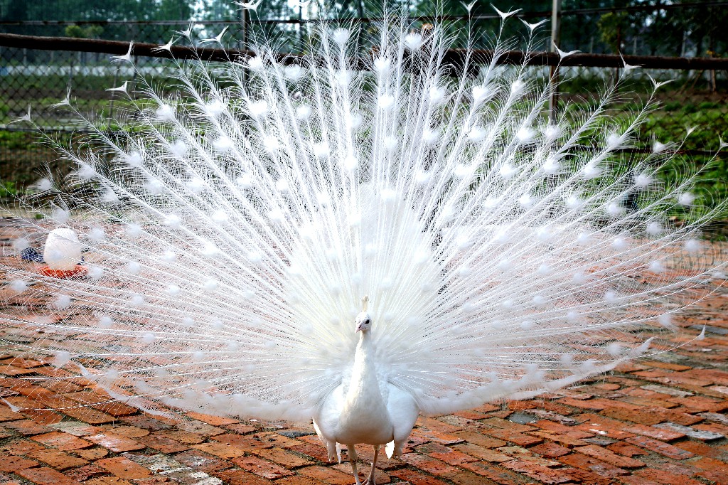 赏荷采摘一日游